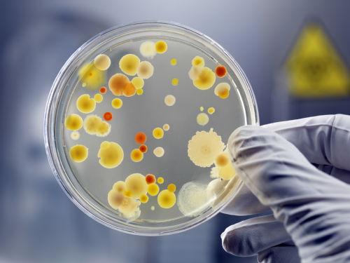 一笔50万英镑的拨款可能会催生出一种对抗超级细菌的新型抗生素