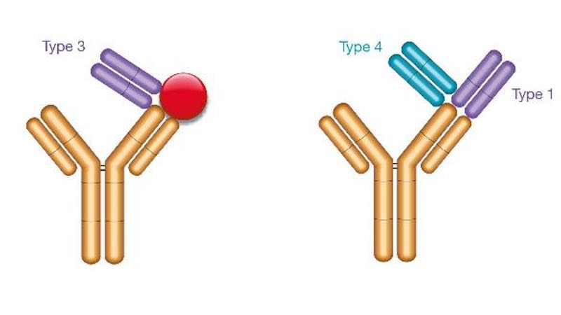 Bio-Rad发布了药物靶向复合物特异性抗体的新发现