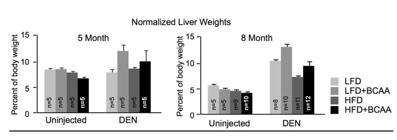 图2:两个图表显示小鼠的肝脏大众5月(左)(右)和八个月时间点(正常老鼠的身体重量)。在两个时间点,老鼠被引入diethylnitrosaine(穴)-生成肿瘤在有机体的化合物,和美联储与高水平的BCAAs饮食,有一个更大的肿瘤负担,所反映的增加肝脏质量。这种效应是一致的饮食含有低或高水平的脂肪(最晚完成日期和HFD分别)。值得注意的是,高BCAA饮食没有显著影响uninjected老鼠的肝脏健康。