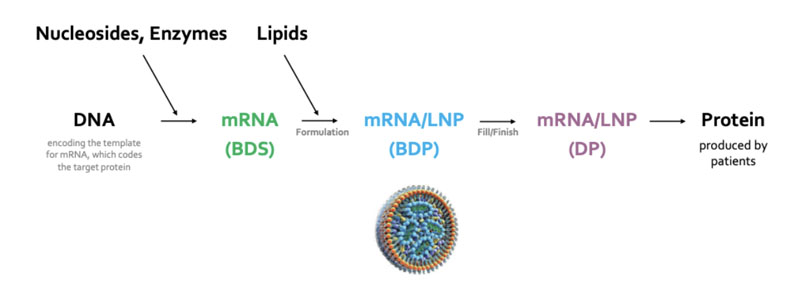 图1:信使rna制剂制作过程中的主要步骤(BDS =原料药，BDP =原料药，LNP =脂质纳米颗粒，DP =药品)