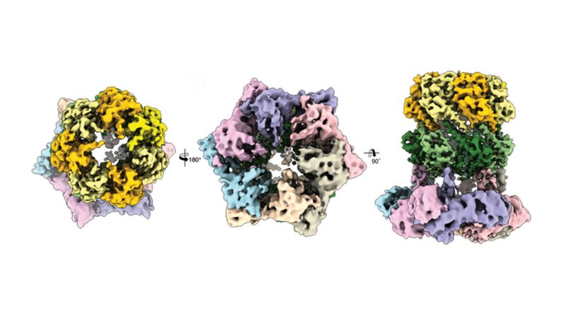 蛋白质复合物ClpX-ClpP <br>的三个冷冻电子显微镜视图:C. Gatsogiannis / MPI of Molecular Physiology