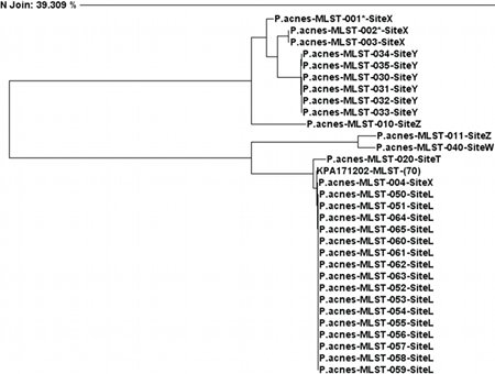 图6:基于MLST组合基因靶点的P. acnes系统发育树