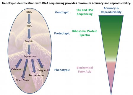 图1:DNA测序的基因型鉴定提供了最大的准确性和可重复性