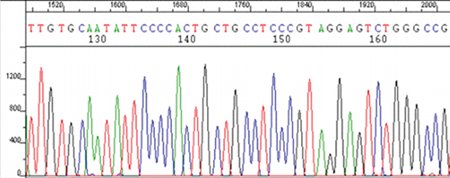 图3:DNA测序图谱