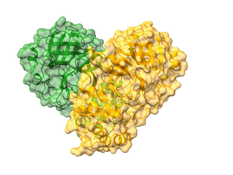 CoVID-19二聚体的卡通表示，绿色和橙色的半透明表面描绘了每个单体