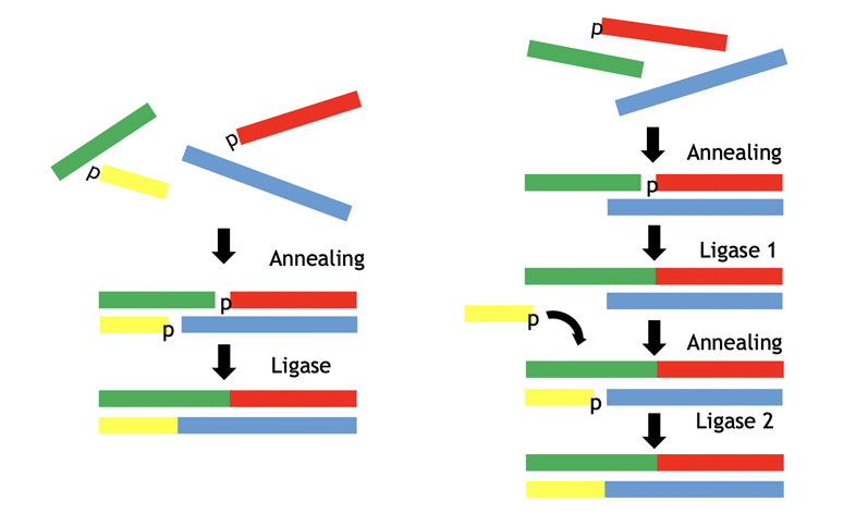 图6:连接酶自组装双链寡核苷酸的方法