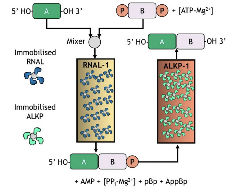 图8:用于阻断剂合成的固定化选择酶连接酶和磷酸酶