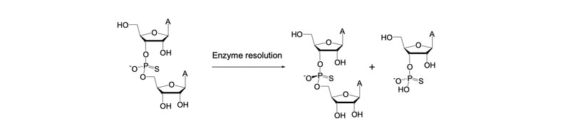 图9:酶介导的二聚体分解