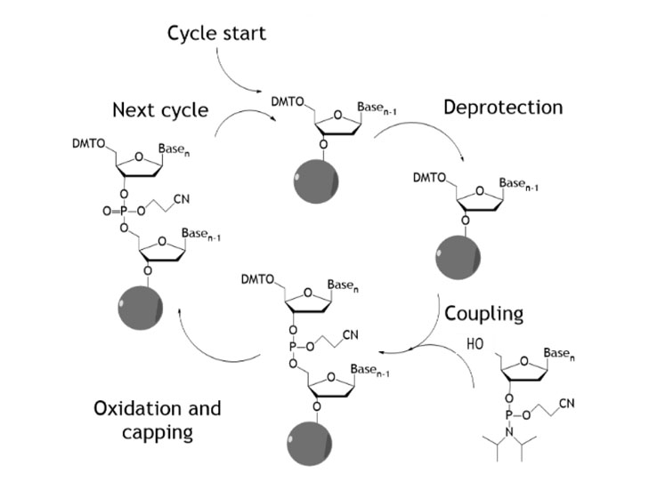 图1:传统的寡核苷酸合成