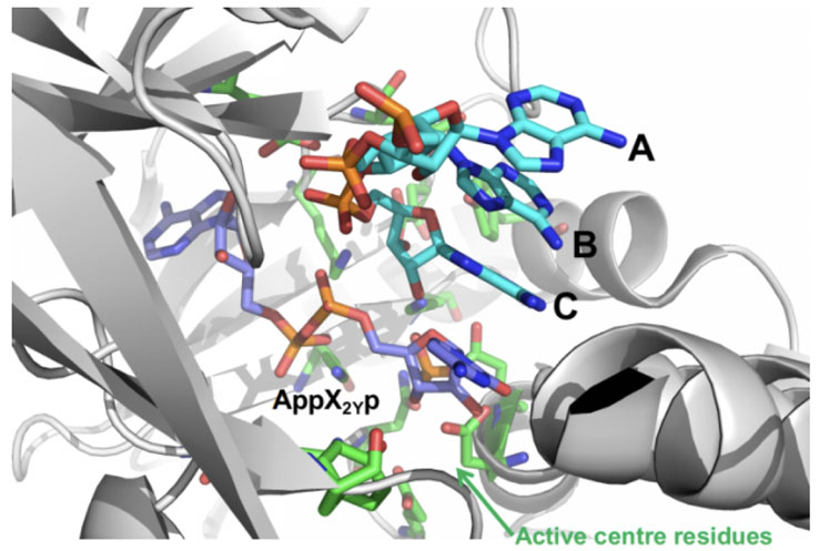 图5:连接酶介导的ABC + pX2Yp偶联涉及RNAL 105酶突变