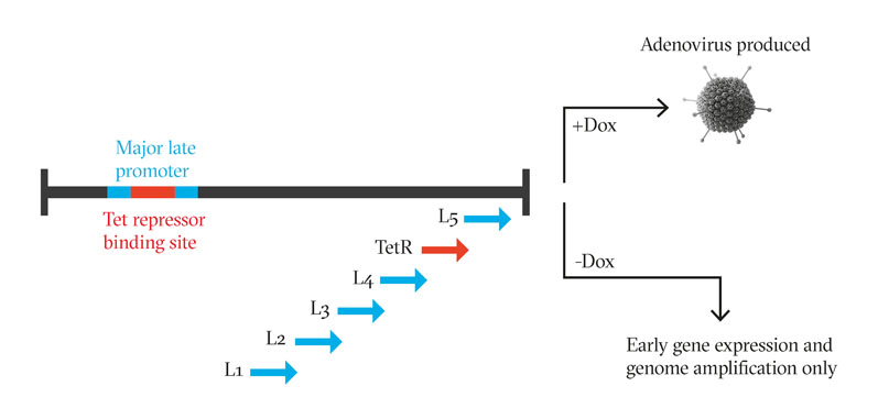 图1:将Tet阻滞剂结合位点插入到腺病毒基因组的MLP中，下游有一个TetR基因，引入了一个负反馈环，在没有强力霉素的情况下，腺病毒基因组不能转录任何编码结构蛋白的晚期基因