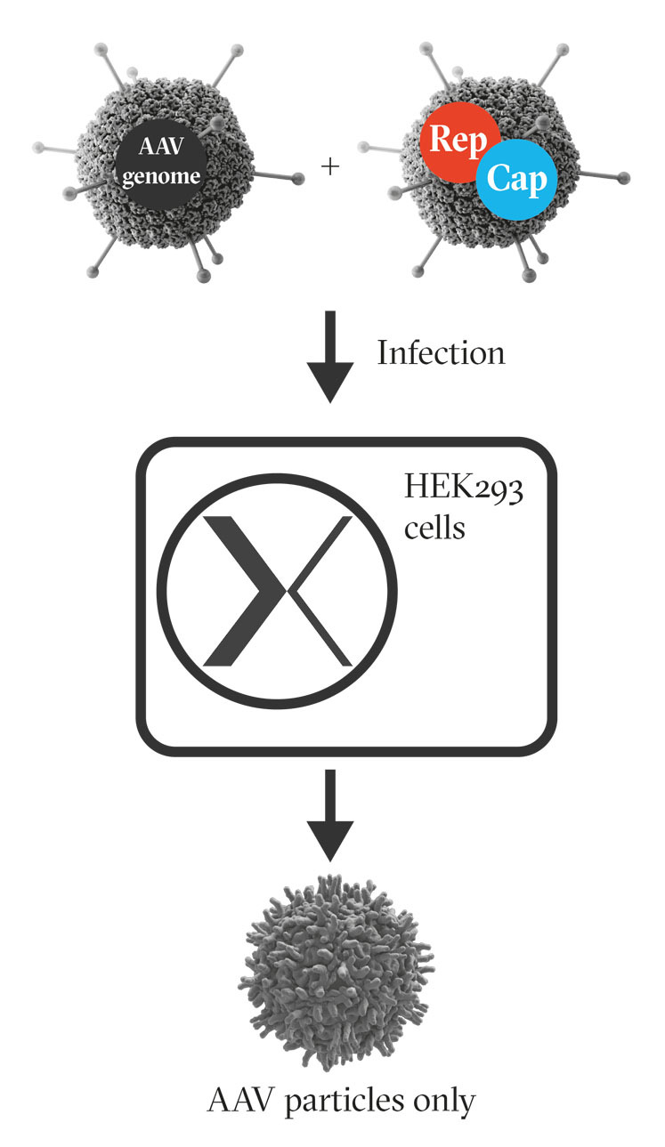 图2:分别用编码AAV基因组的工程腺病毒、AAV rep基因和cap基因感染HEK293细胞，产生AAV