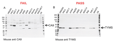 图1:两种抗体验证数据。A:该碳酸酐酶IX (CA9)小鼠单克隆抗体因非特异性结合和低信噪比而未通过验证;B:该胸腺酸合成酶(TYMS)小鼠单克隆抗体通过验证，具有较高的特异性和敏感性