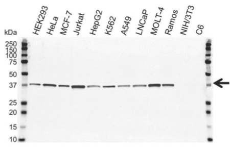 图2:PrecisionAb小鼠抗cdk7抗体在12个全细胞裂解物上测试