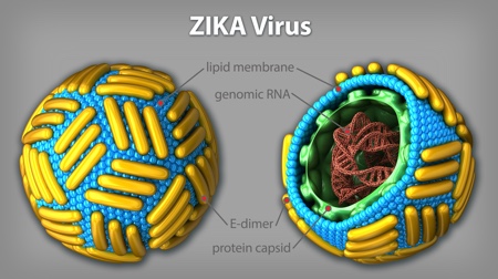 Zika病毒的结构非常类似于其他黄病毒组成的RNA基因组脂质膜包围,里面一个二十面体蛋白质外壳